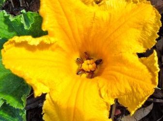 New Season Blooms